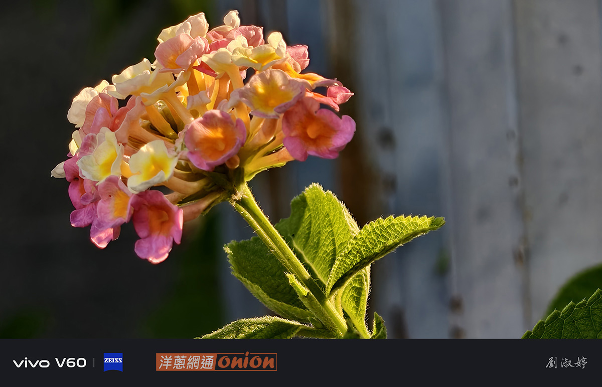 vivo V60 實拍照片分享