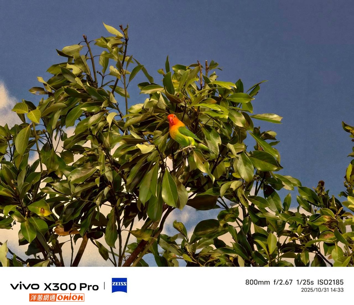 vivo X300 Pro 搭配增距鏡 800mm焦段實拍